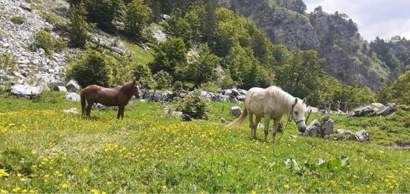 Guesthouse Skender Selimaj Valbone Dış mekan fotoğraf